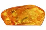 Detailed Fossil Plant Leaf (Gymnosperm) In Baltic Amber #102748-1